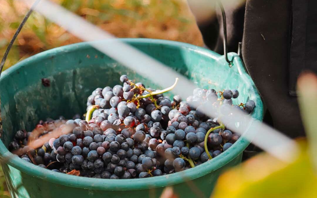 Les ingrédients d’un bon vin