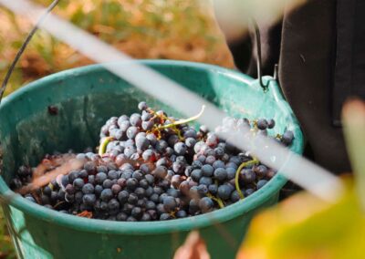 Les ingrédients d’un bon vin