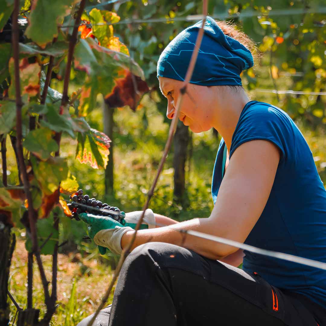 Arpents du soleil travail de la vigne manuel