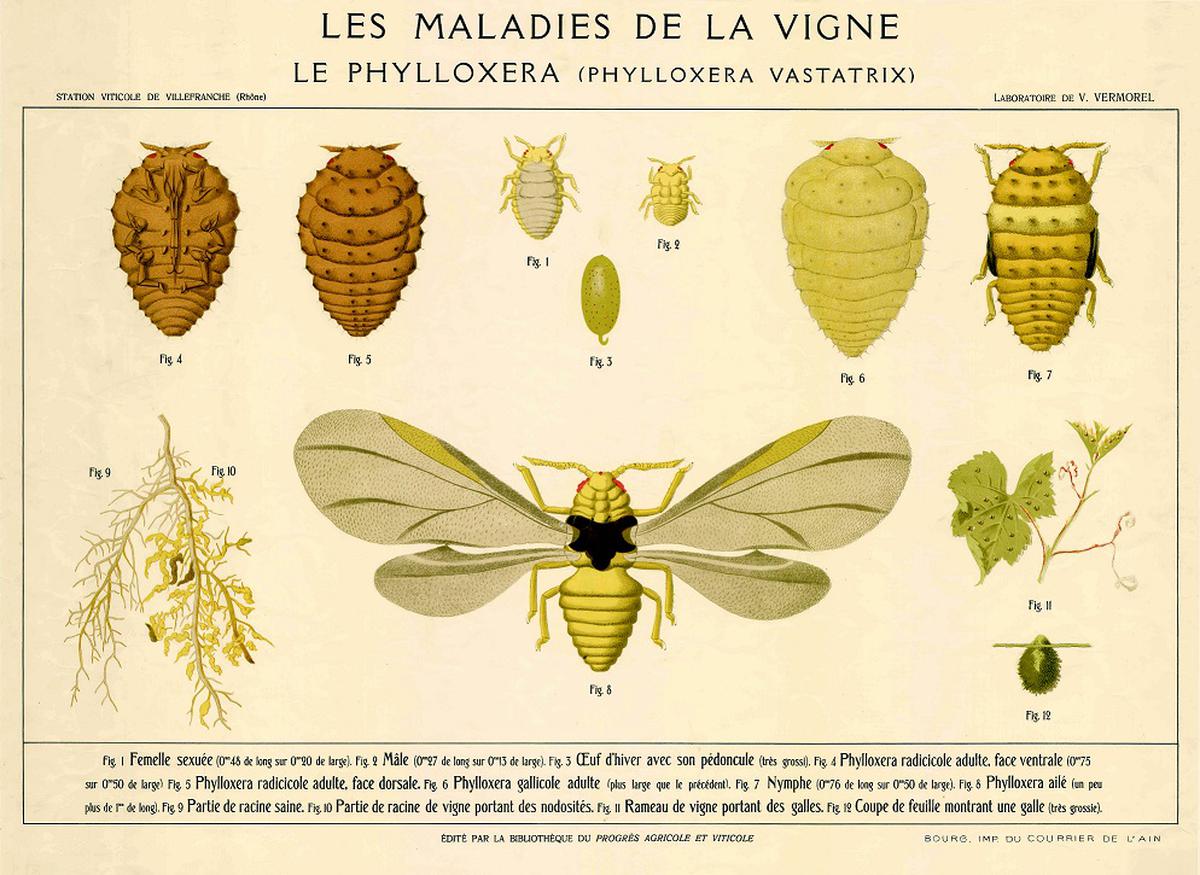 vigneron arpents du soleil normandie