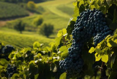 Quels cépages sur notre domaine ?